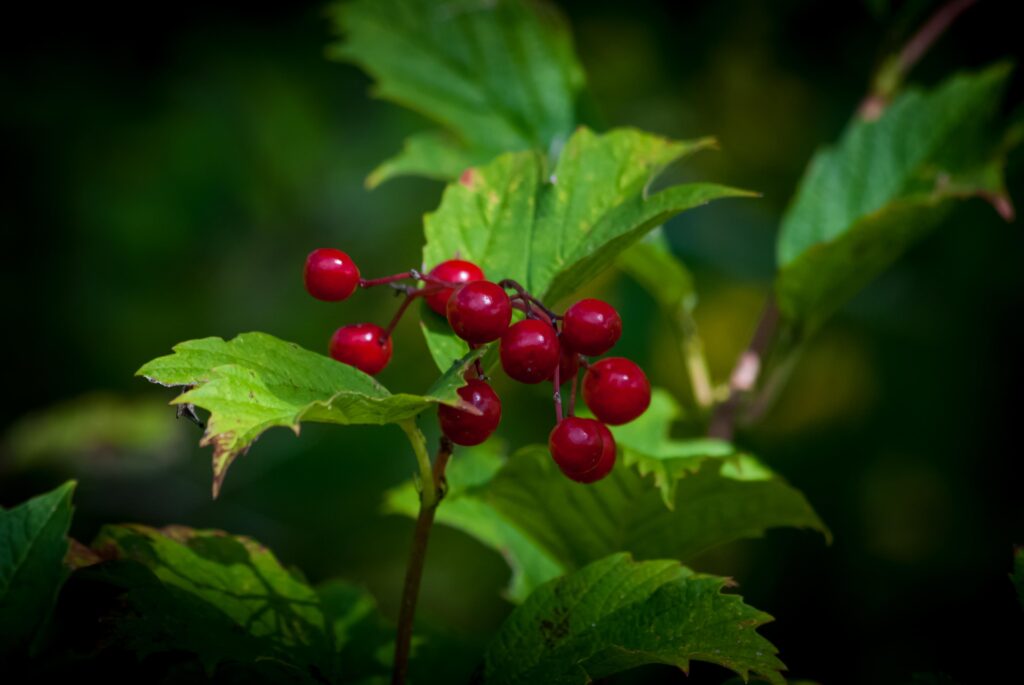 Highbush_Cranberry