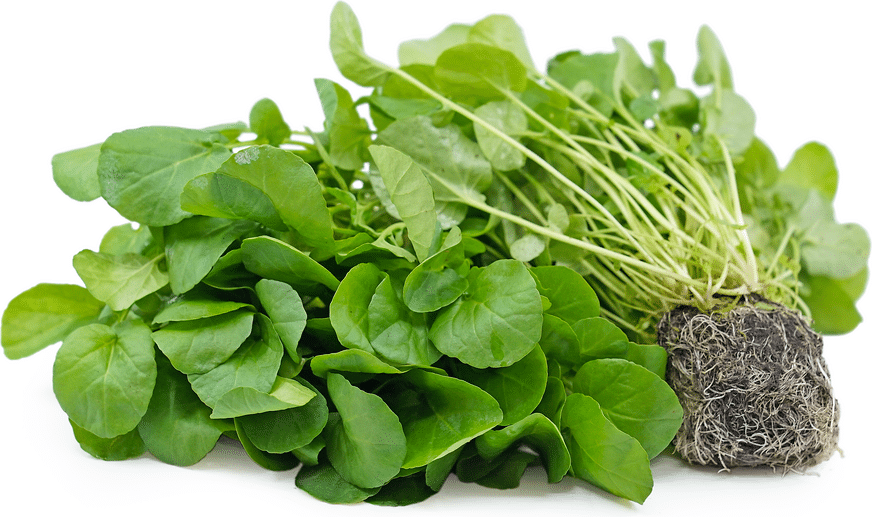 Highland_Cress