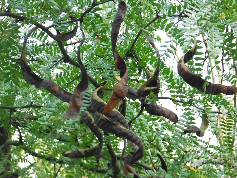 Honey_Locust_Pods