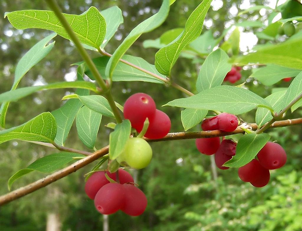 Honeysuckle_Berry