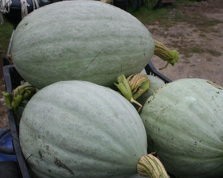 Hopi_Pale_Grey_Squash