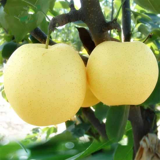 Huangguan_Pear