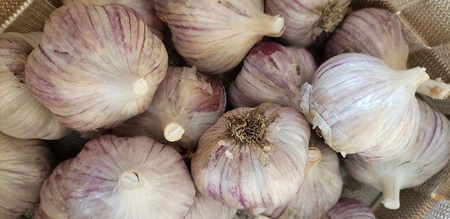 Hungarian_Purple_Garlic