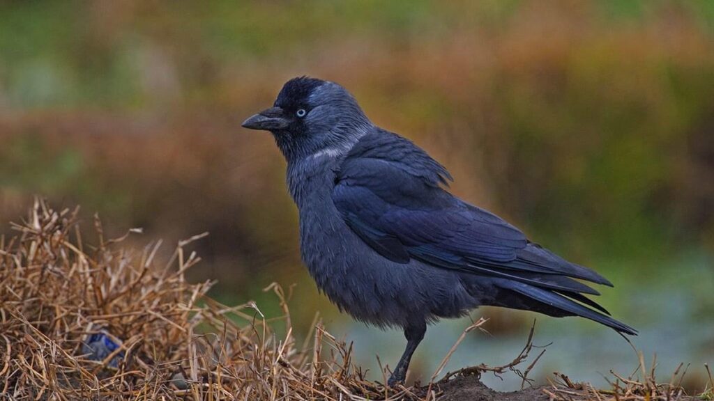 Jackdaw