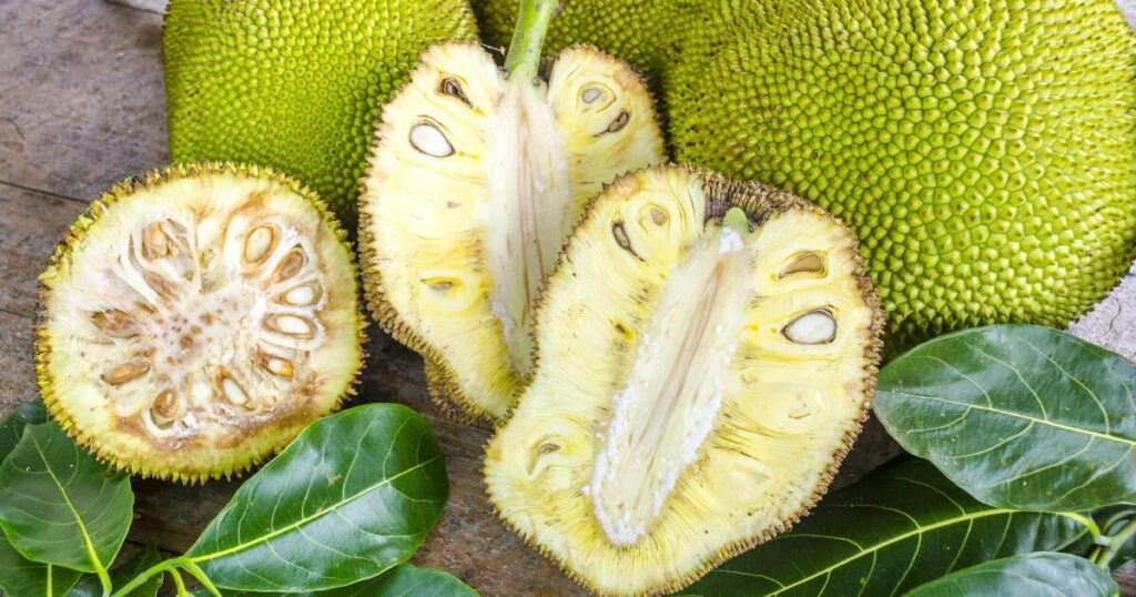 Jackfruit