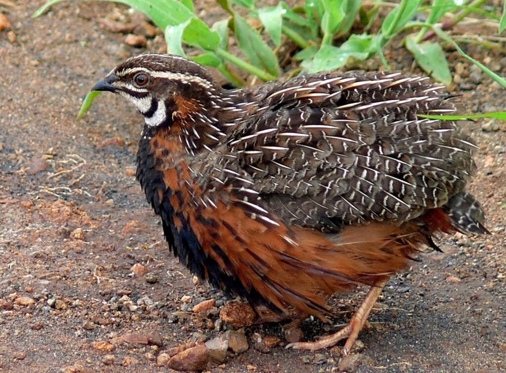 Japanese_Quail