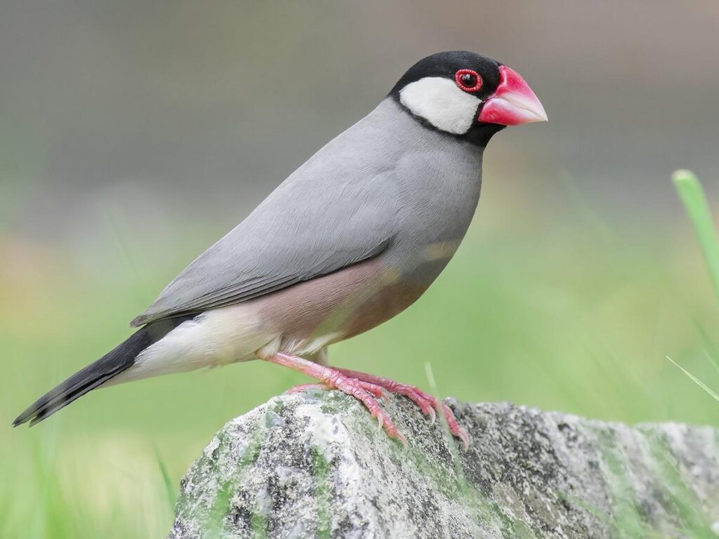 Java_Sparrow