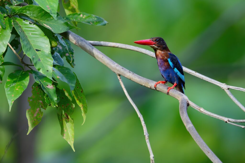 Javan_Kingfisher