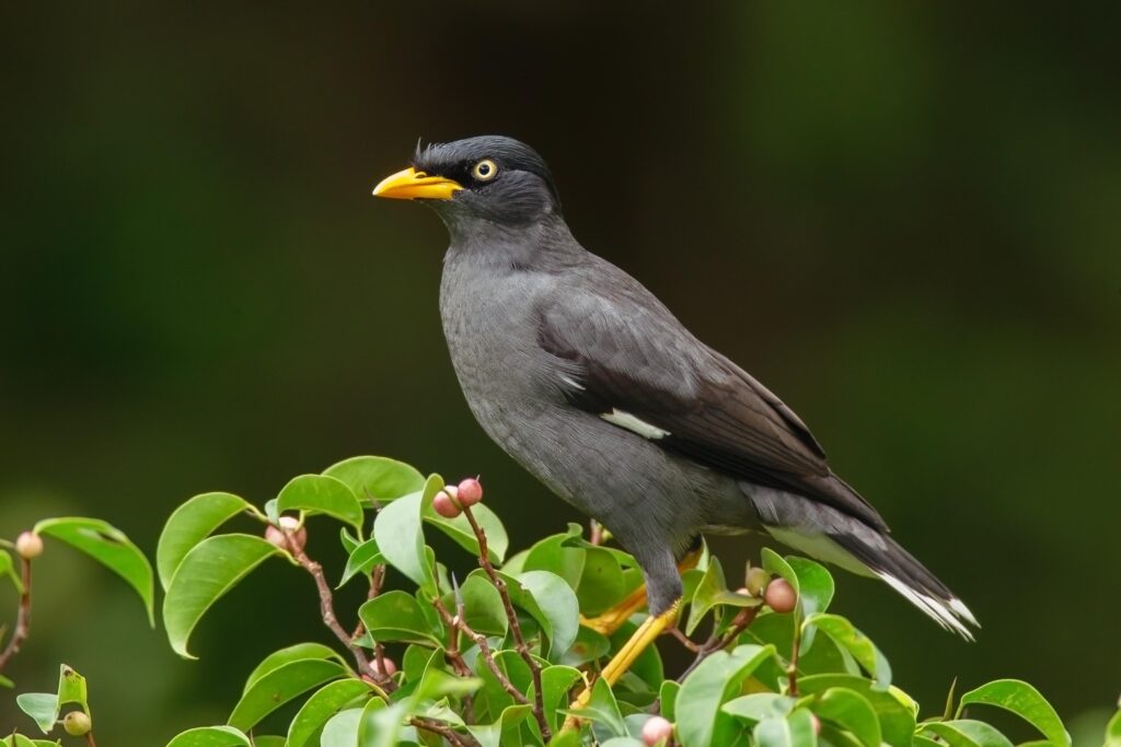 Javan_Myna