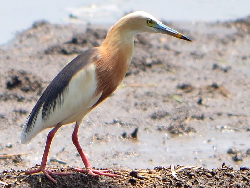 Javan_Pond_Heron