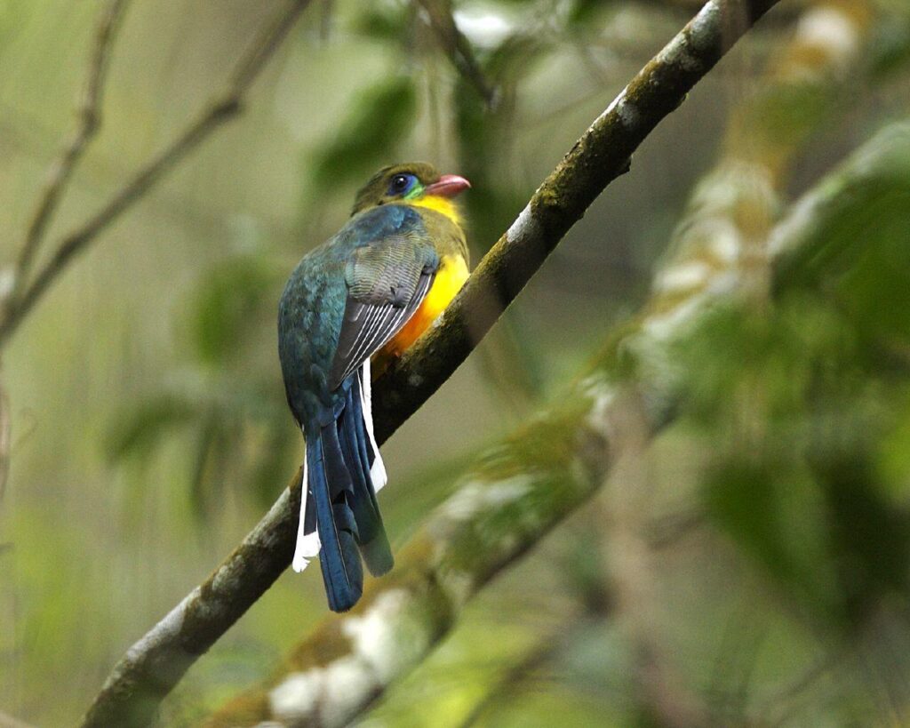 Javan_Trogon