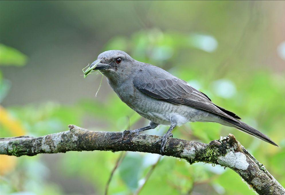 Javanese_Cuckooshrike