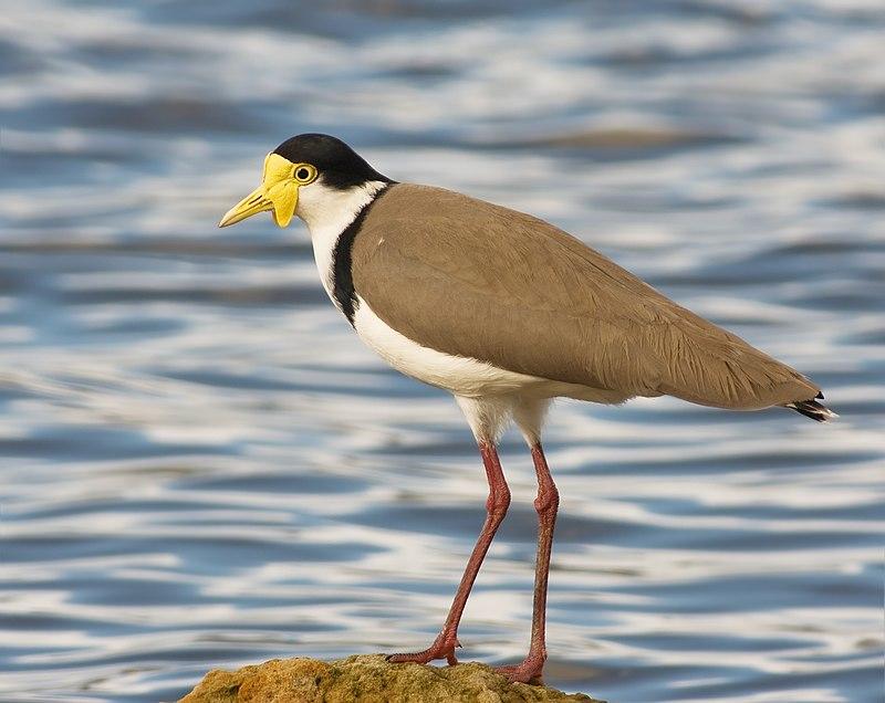 Javanese_Lapwing