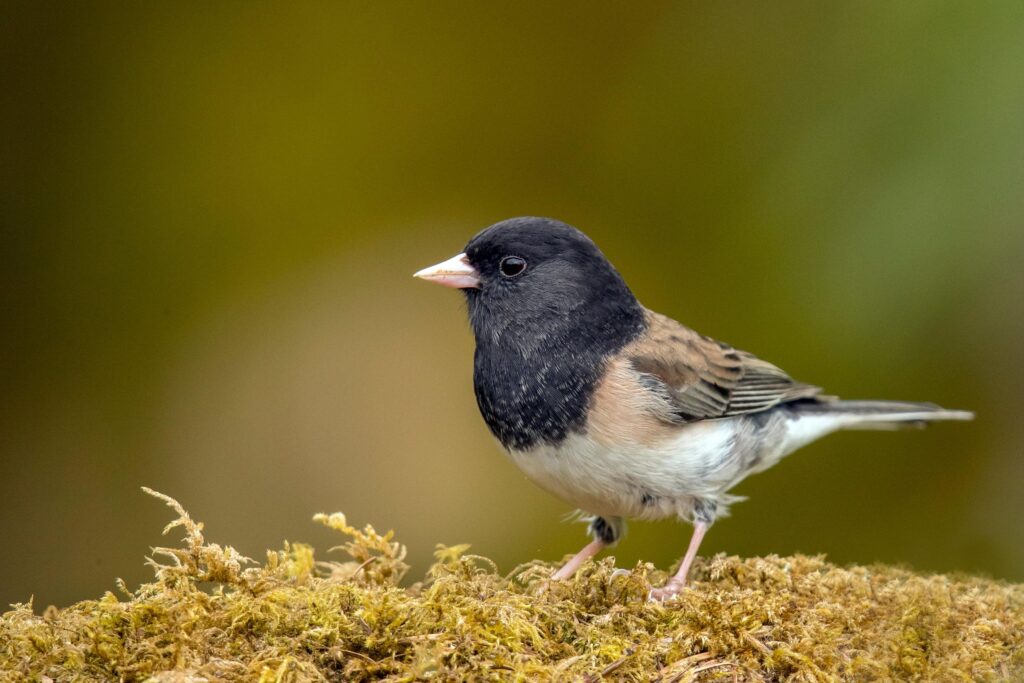 Junco