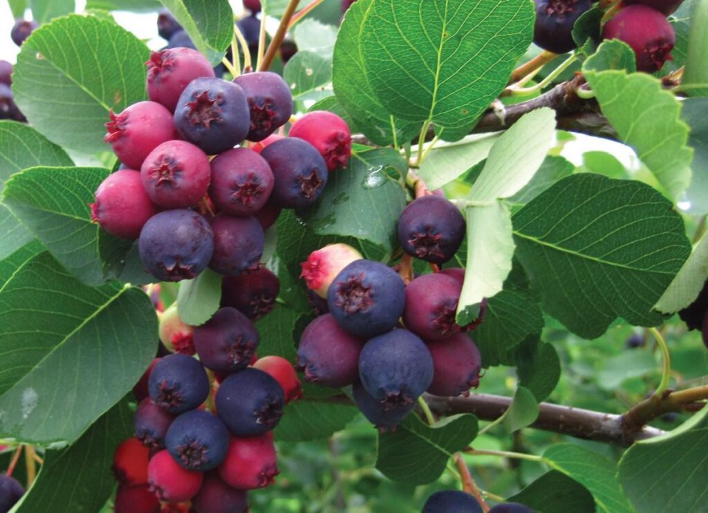 Juneberry