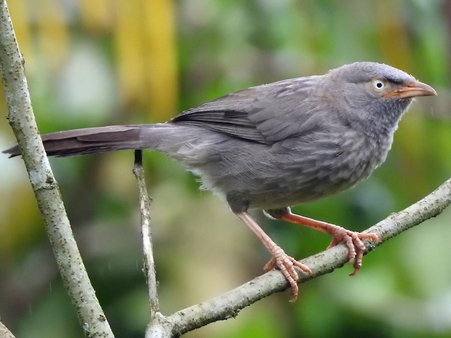 Jungle_Babbler