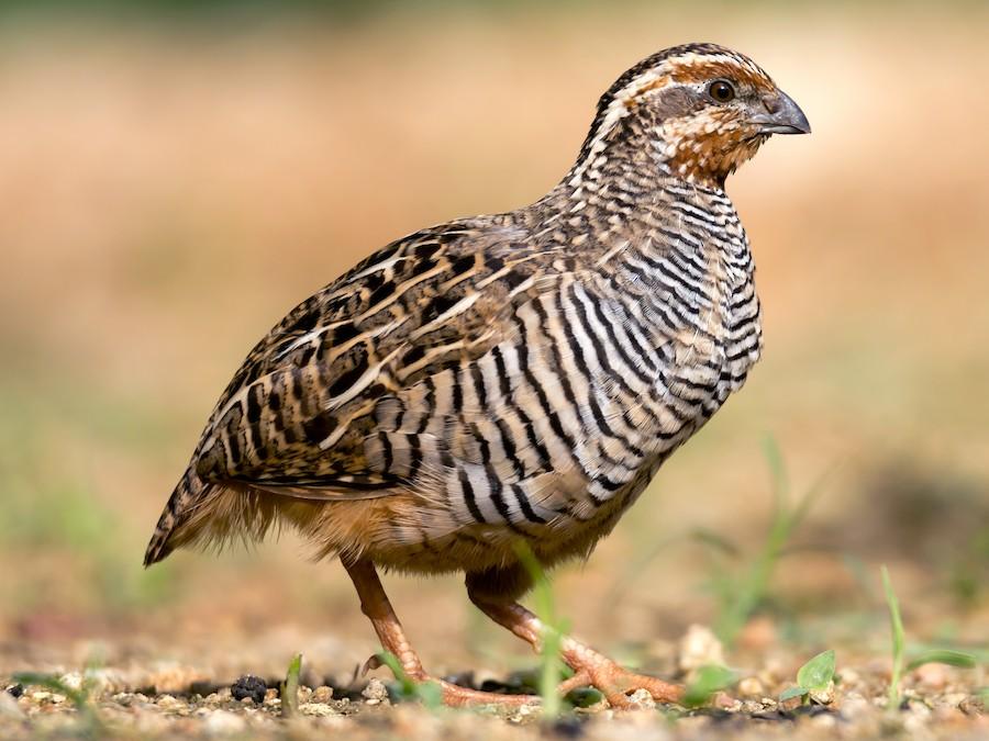 Jungle_Bush_Quail