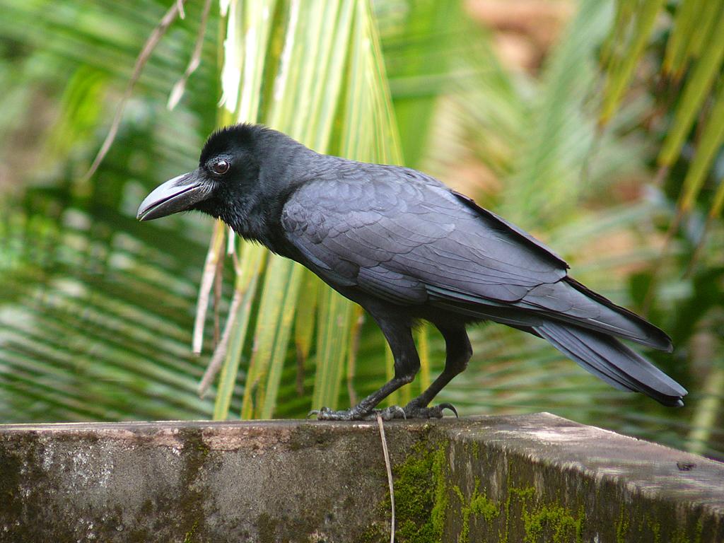 Jungle_Crow