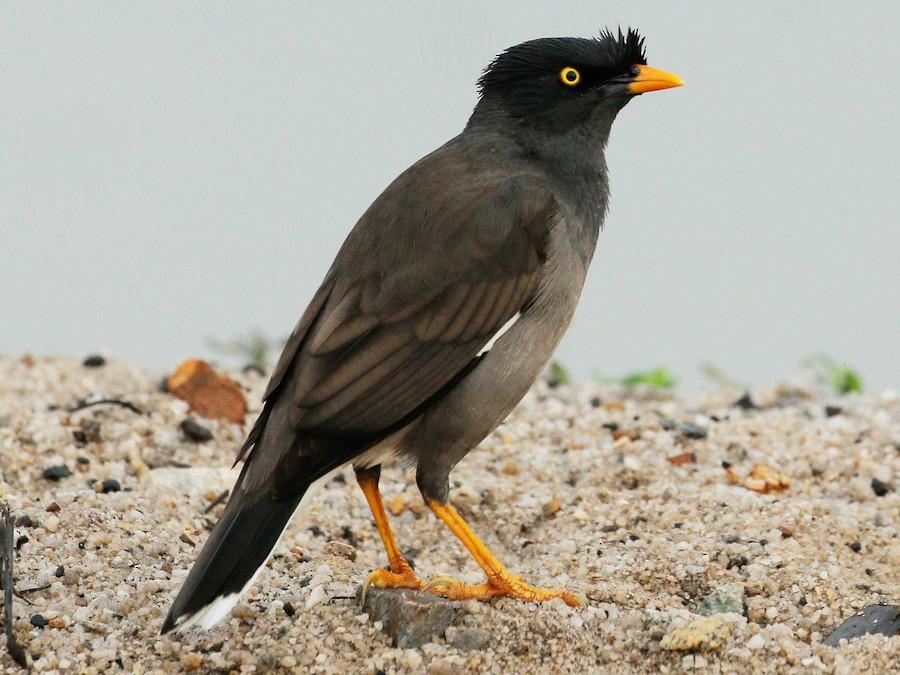 Jungle_Myna