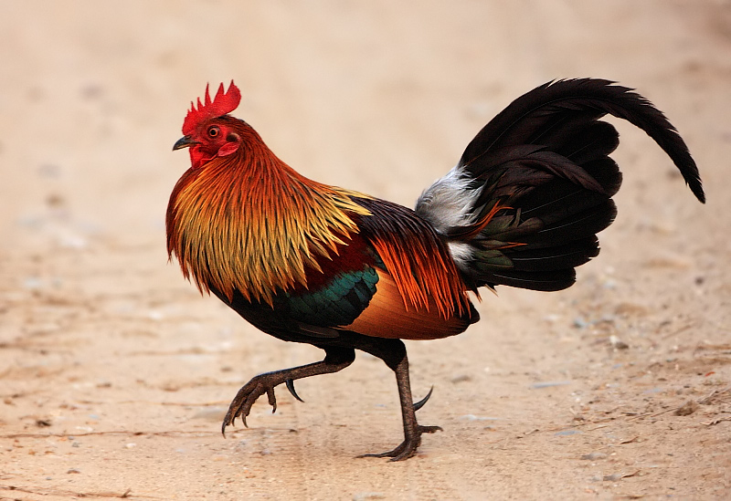 Junglefowl