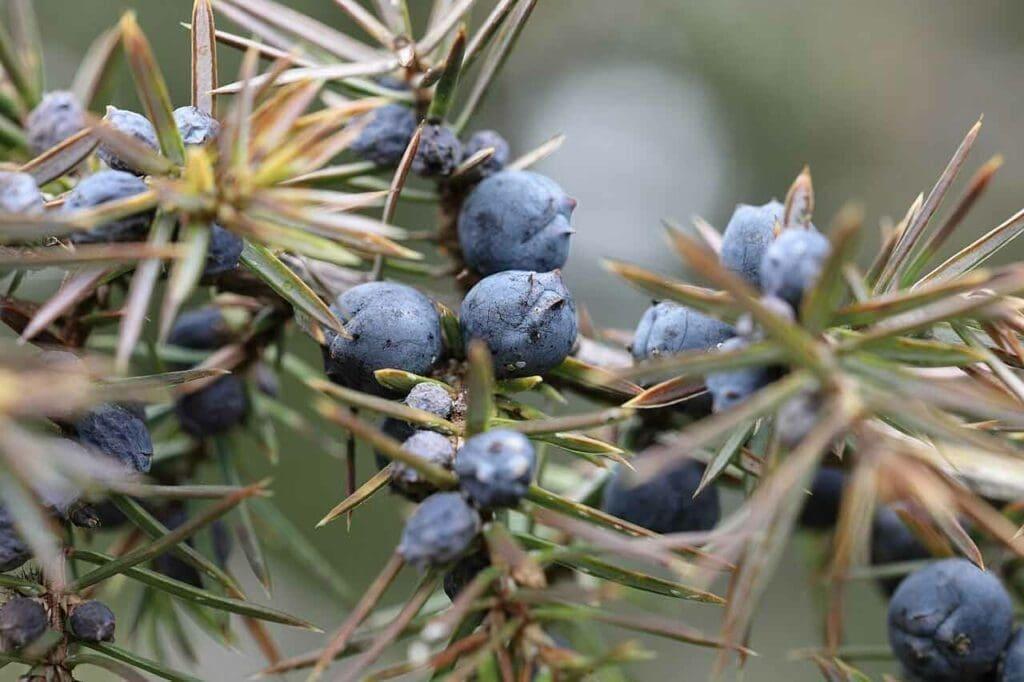 Juniper_Berries