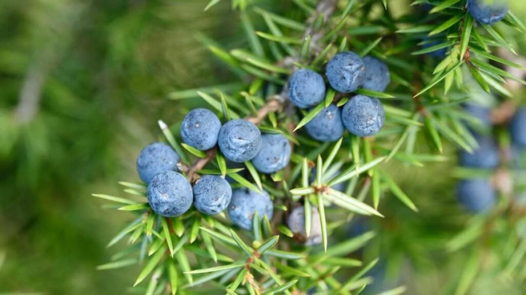 Juniper_Berry