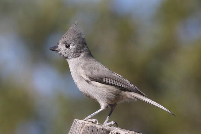 Juniper_Titmouse