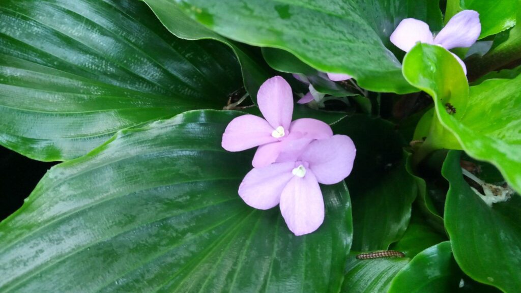 Kaempferia_Peacock_Ginger