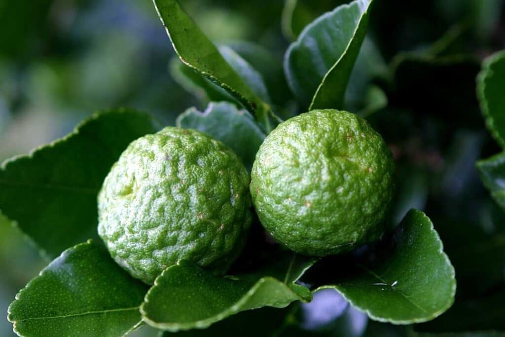 Kaffir_Lime