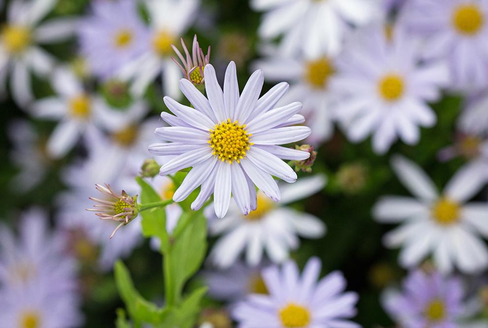 Kalimeris_False_Aster