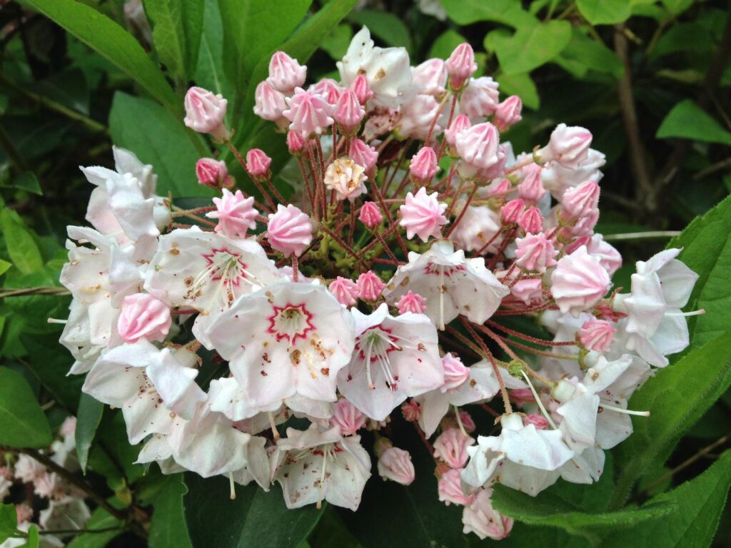 Kalmia_Mountain_Laurel