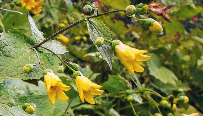 Kirengeshoma_Yellow_Wax_Bells