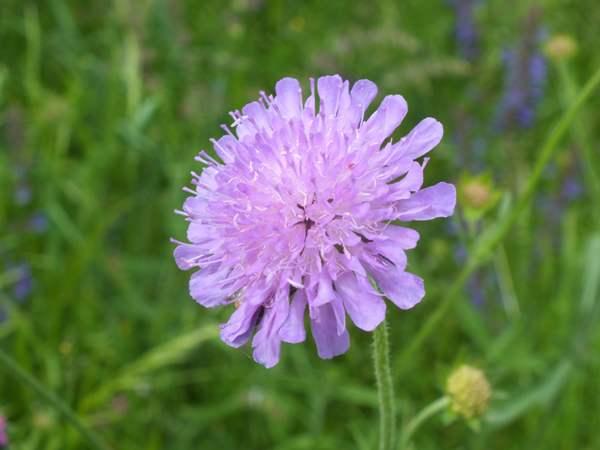 Knautia_Field_Scabious