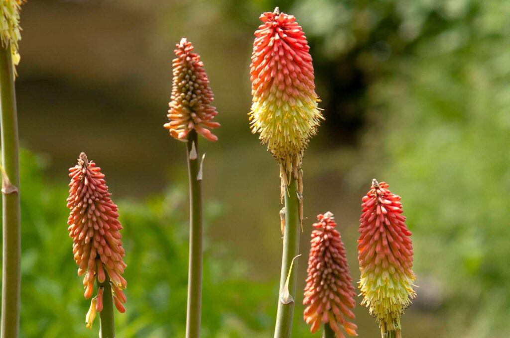 Kniphofia_Red_Hot_Poker