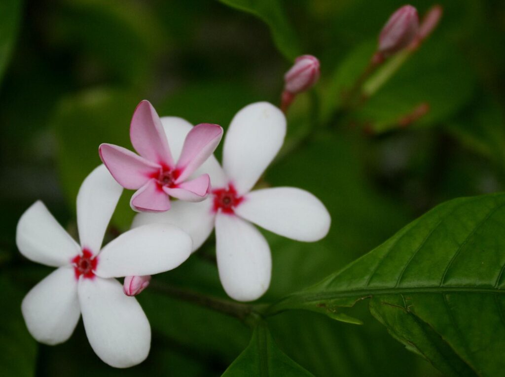 Kopsia_Pink_Kopsia