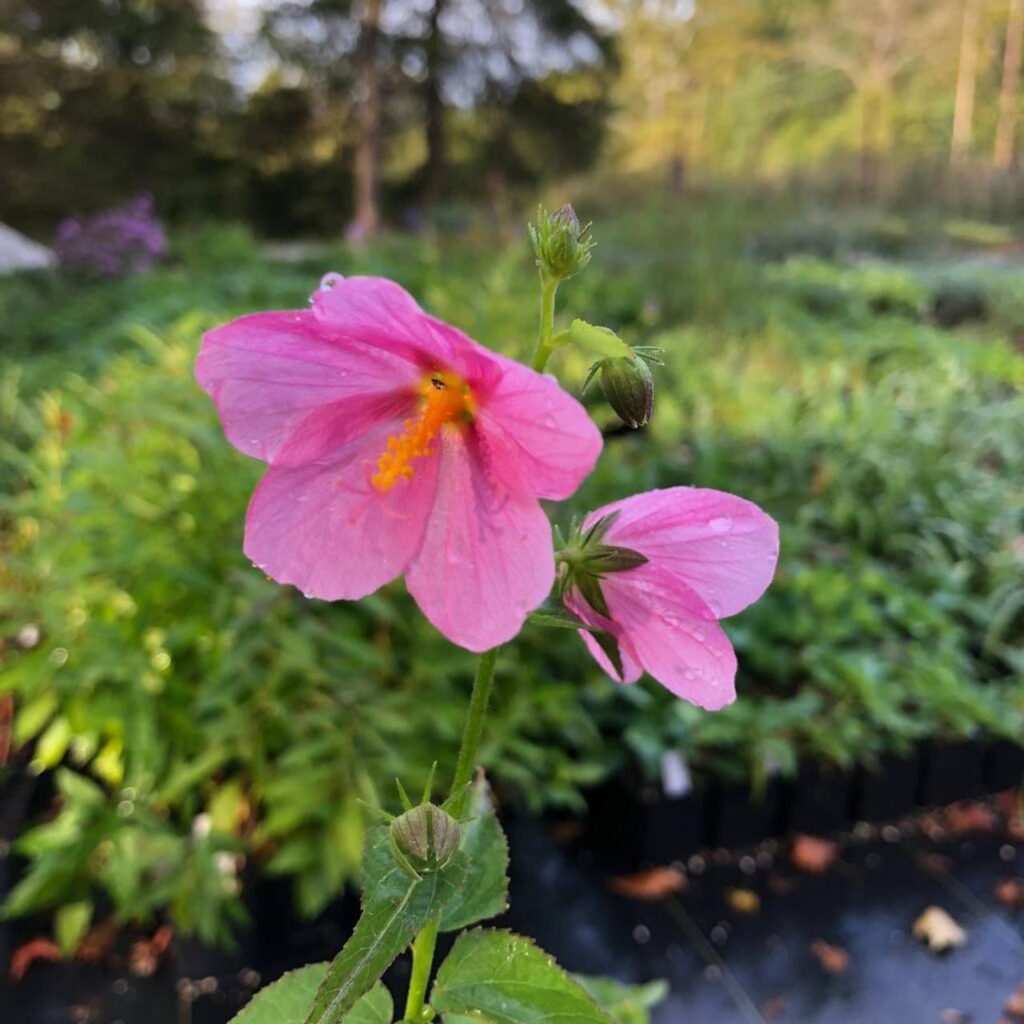 Kosteletzkya_Seashore_Mallow