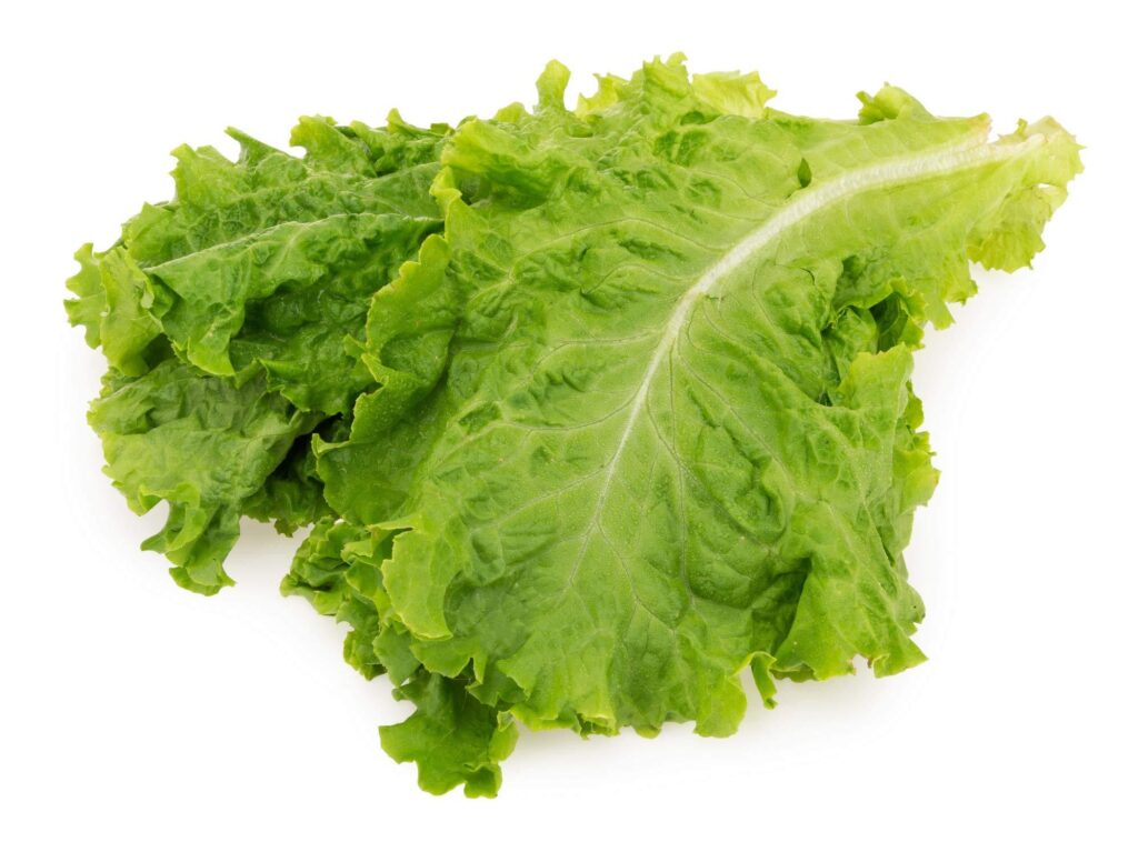 Lettuce