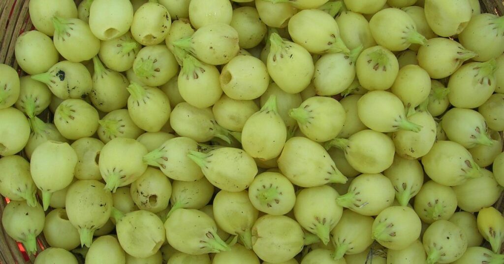 Mahua_Fruit