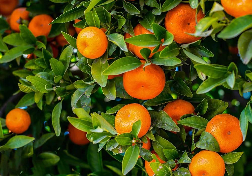 Mandarin_Orange