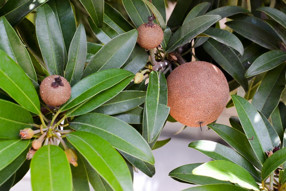 Manilkara_Zapota_Sapodilla