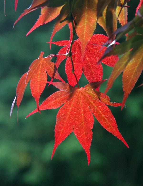 Maple_Acer