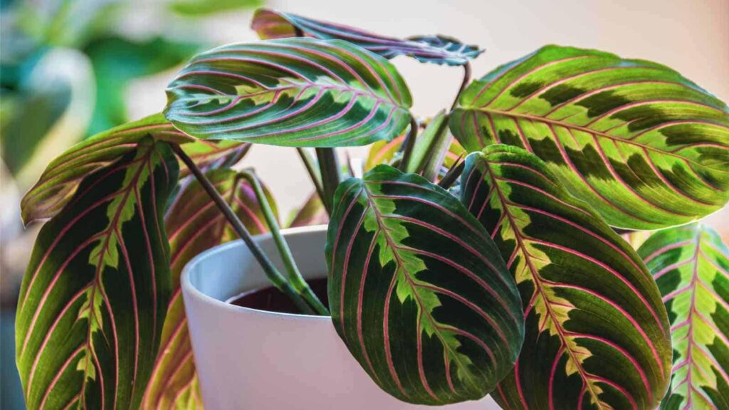 Maranta_Prayer_Plant