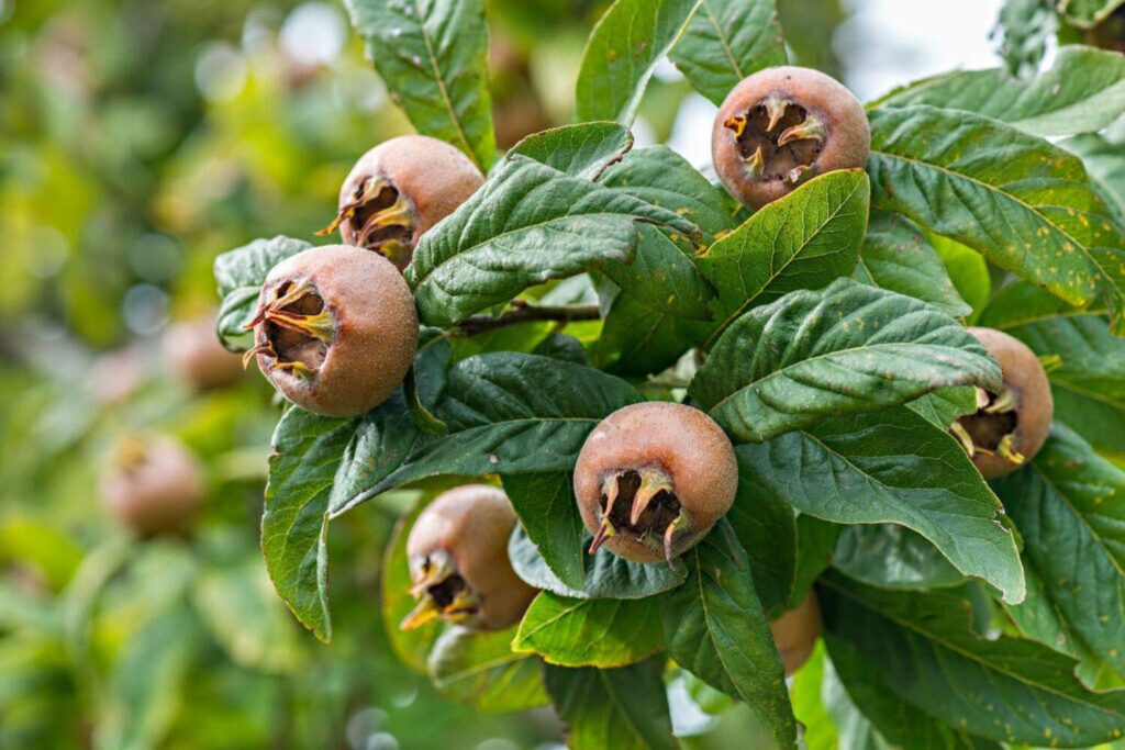 Medlar