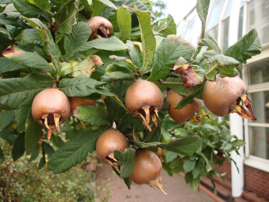 Medlar_Mespilus