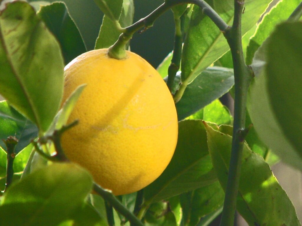 Meyer_Lemon