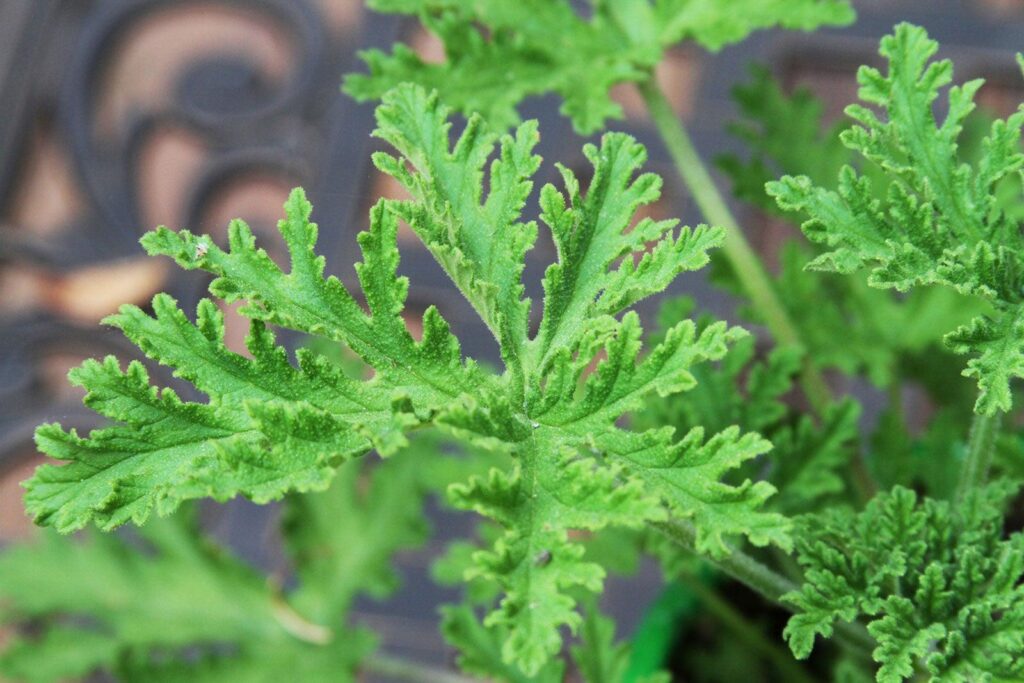 Mosquito_Plant_Citronella