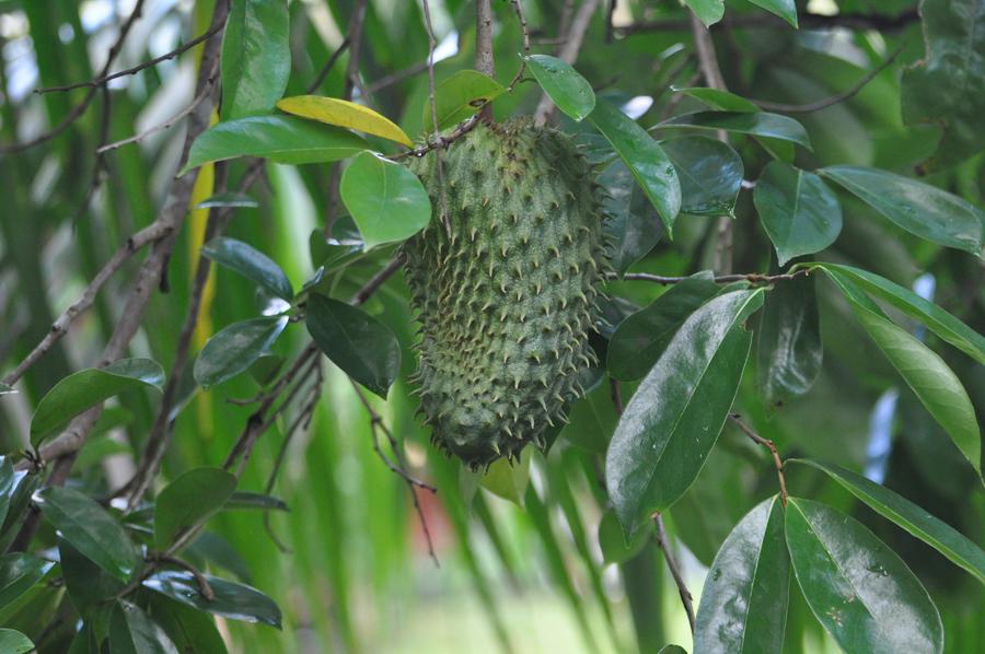 Mountain_Soursop