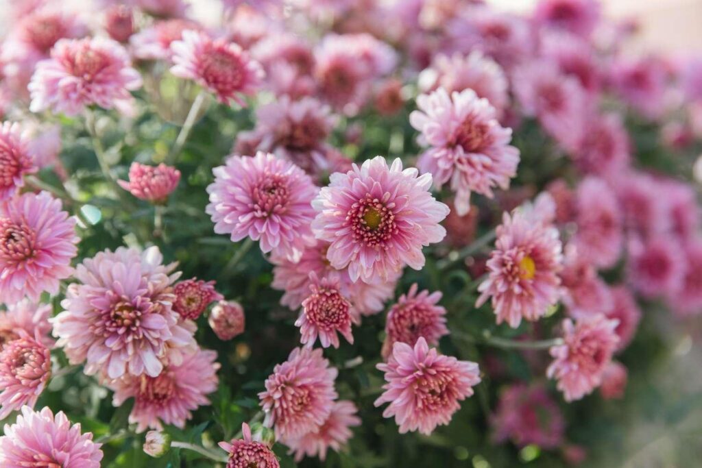 Mums_Chrysanthemum