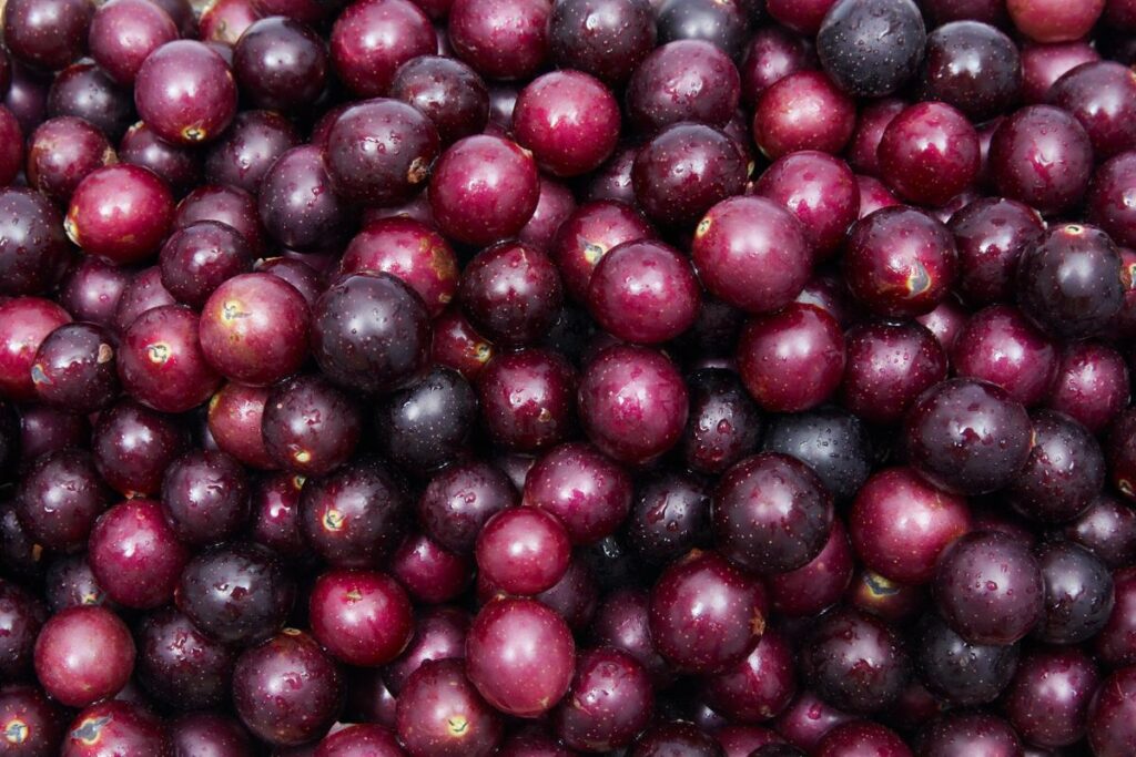 Muscadine_Grape