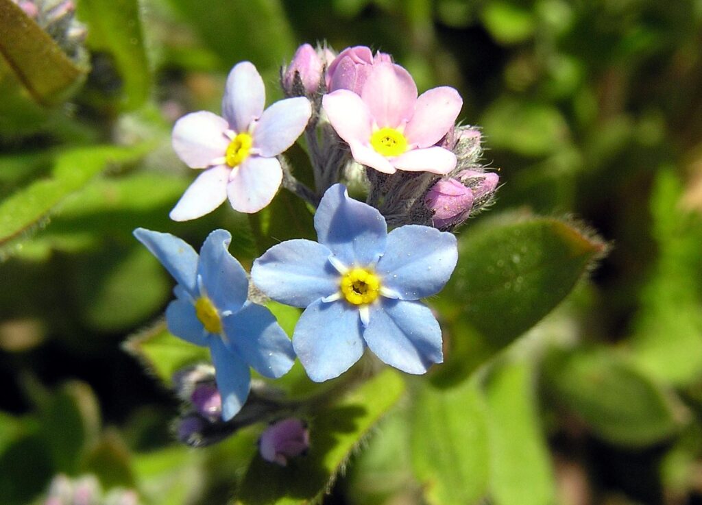 Myosotis_Forget-Me-Not